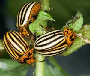 Colorado potato beetle
