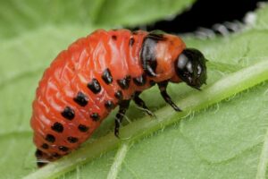 Colorado potato beetle larva