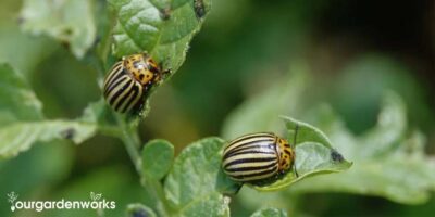 How to Get Rid of Colorado Potato Beetle in Your Garden