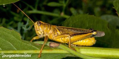 How to Get Rid of Grasshoppers with Vinegar – A Step-by-Step Guide