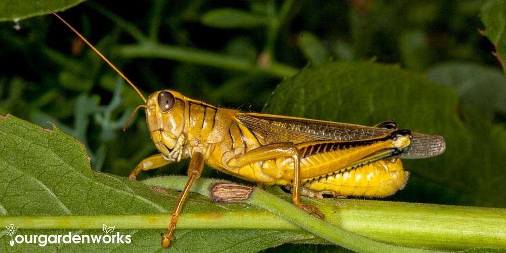 How to Easily Get Rid of Grasshoppers with Vinegar - Ourgardenworks