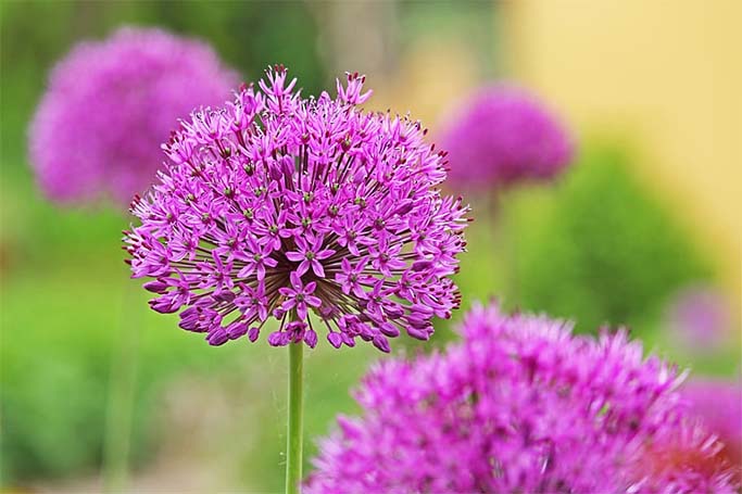 Allium