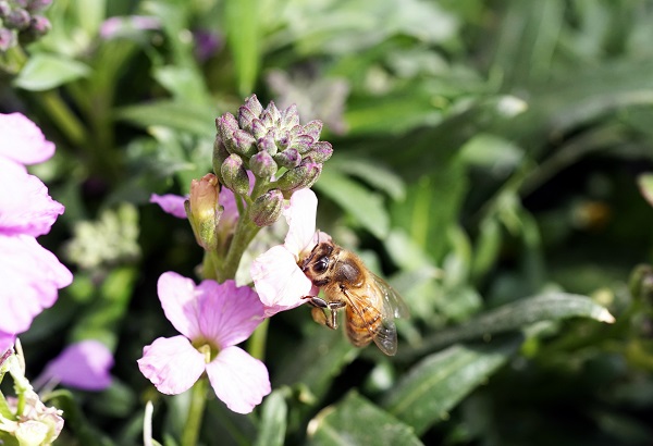 Bee Seasons and Hive Splitting