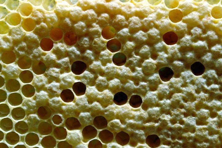 Capped honey cells