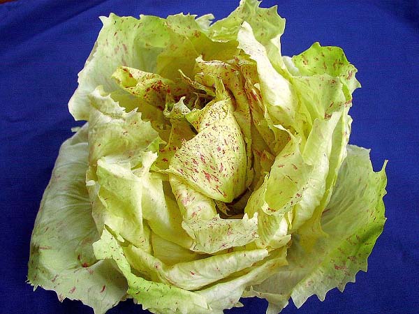 Castelfranco