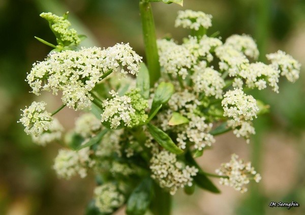 Celery flowers only in the second year