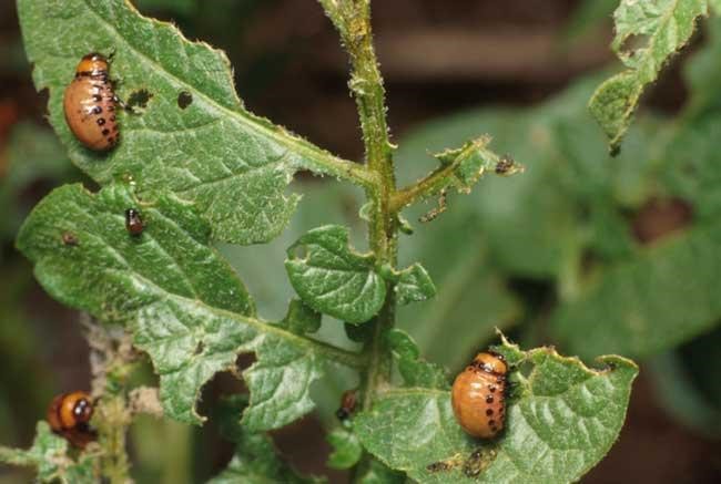 Colorado potato beetle