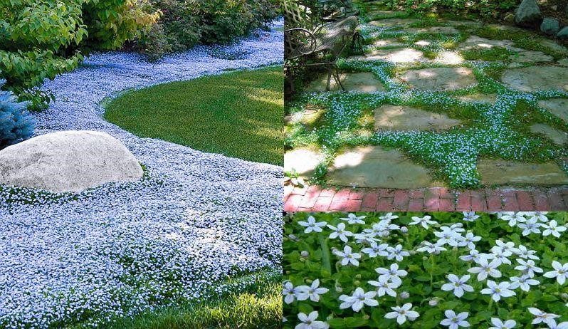 10 Ways To Cover Up Mud In Your Backyard