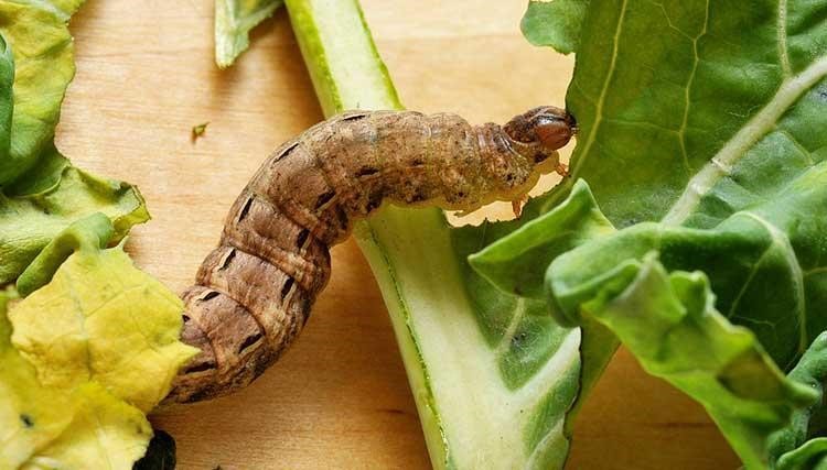 Cutworms on Tomatoes