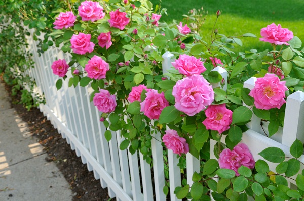 Fence-Off-Your-Rose-Garden