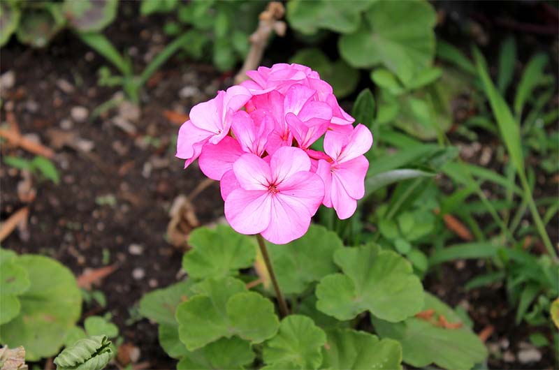 Geraniums