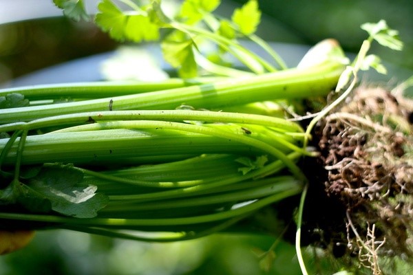 Green celery stalks