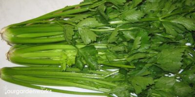The Noob Friendly Guide To Blanch Celery: 5+ Ways [and Means]