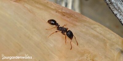 How to Get Rid of Pavement Ants Easily and Effectively