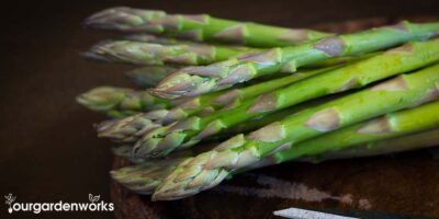 How to Grow Asparagus in a Container – The Complete Guide