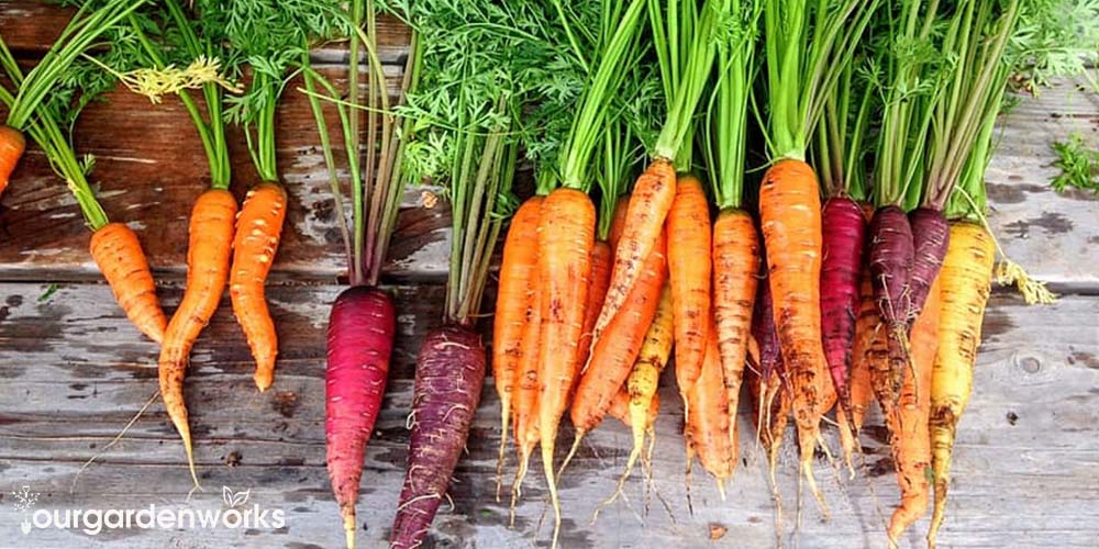 How to Grow Carrots Indoors