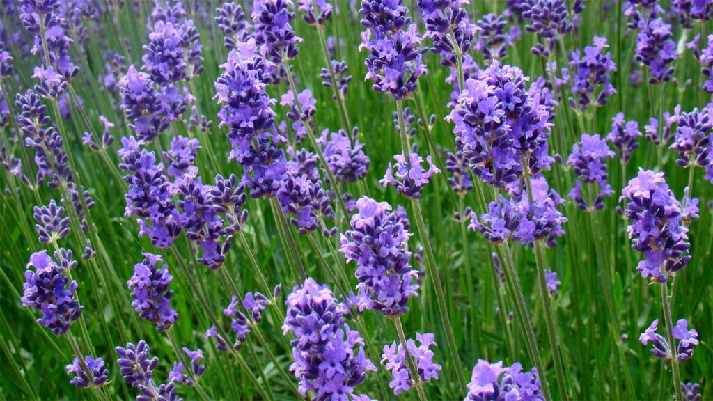 Lavender and Rabbits