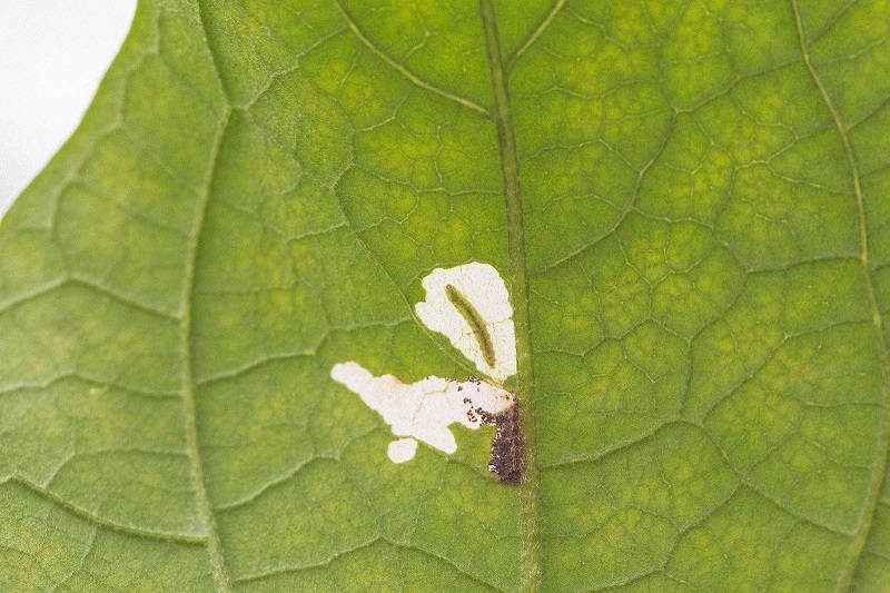 Leafminers