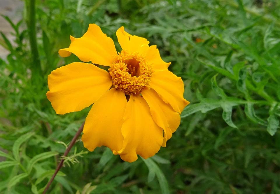 Marigold