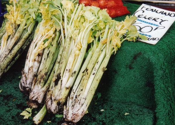 Mounding-blanched celery for sale