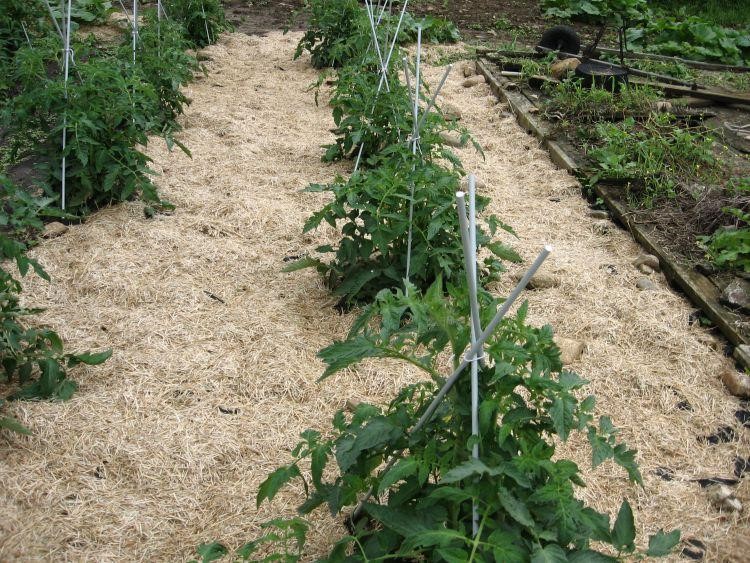 Mulched tomatoes