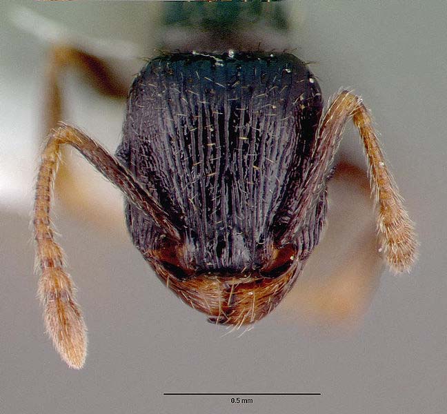 Example of a worker pavement ant’s head