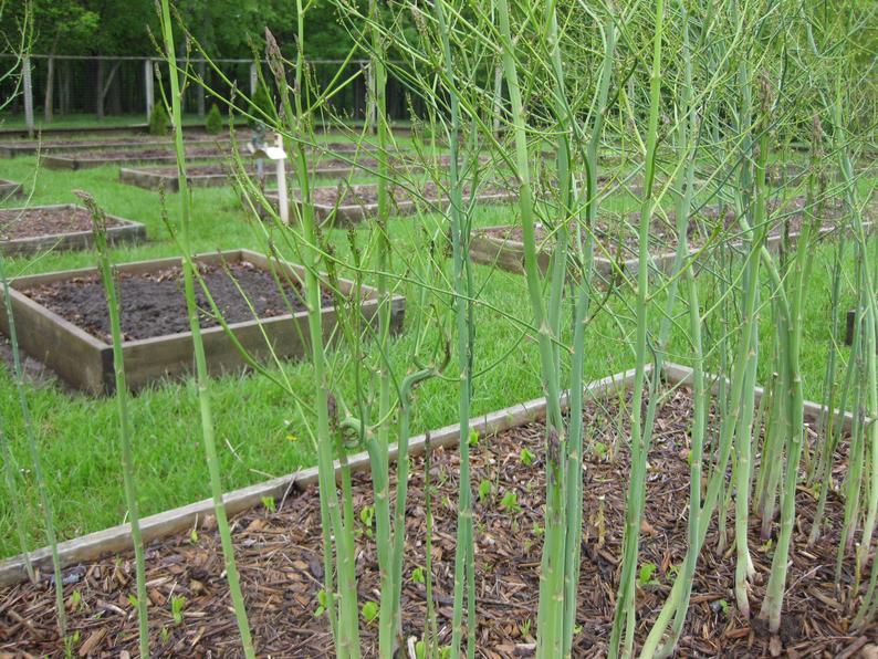 Asparagus plant spacing information