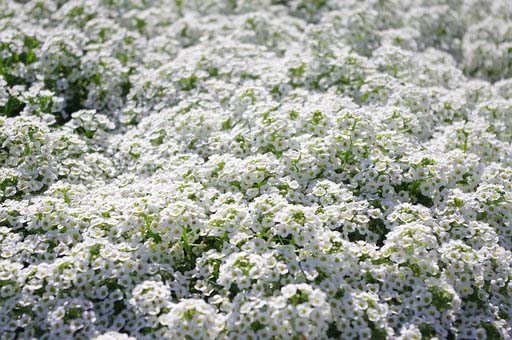 Sweet Alyssum