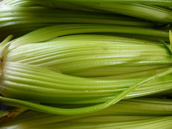 The dulce (sweet) celery variety