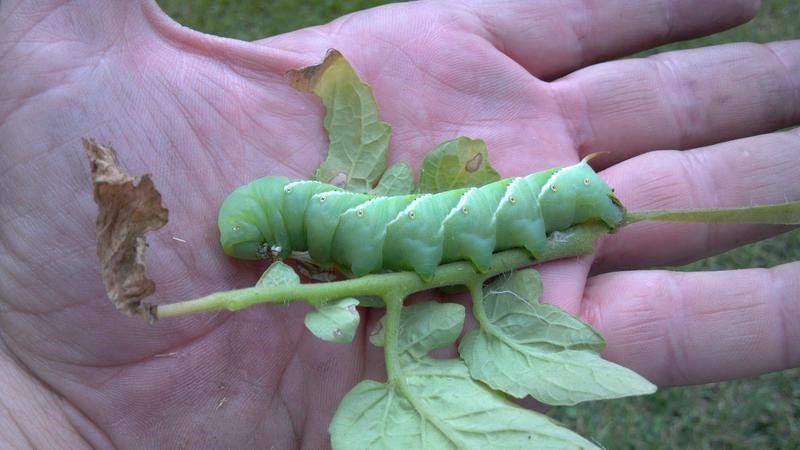 Tomato hornworms