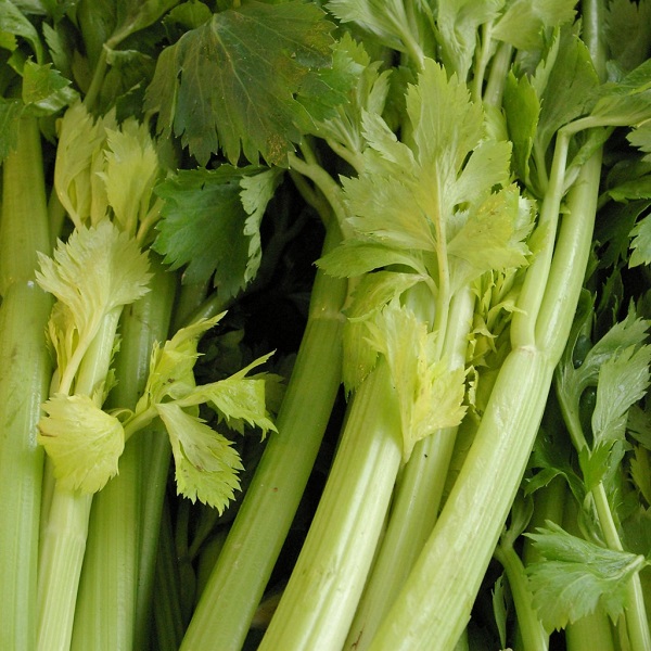 Wrapped celery has lighter leaves and stalks