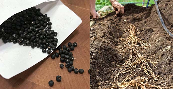 asparagus seed or crown - ourgardenworks