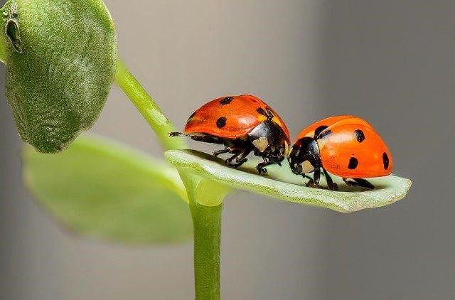 The beneficial insects in tomatoes