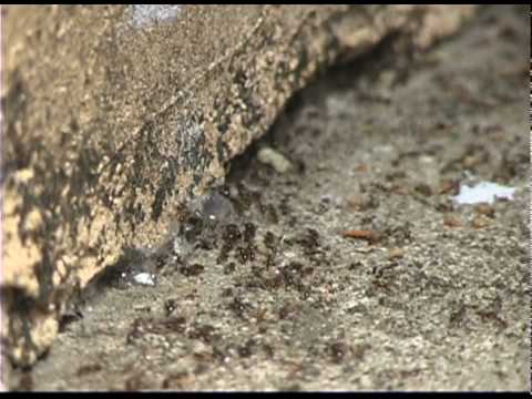 pavement ants nests in house