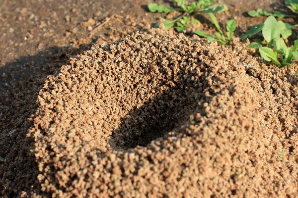 pavement ants nests outdoor