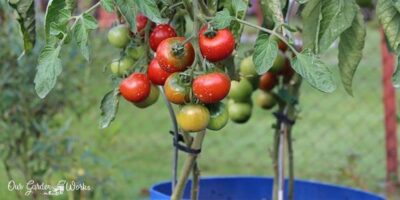 Tomato Pesticides: Everything You Need To Know (2023)