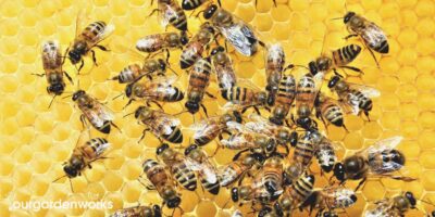 When Is It Too Late To Split a Hive? – The Complete Guide to Splitting a Hive