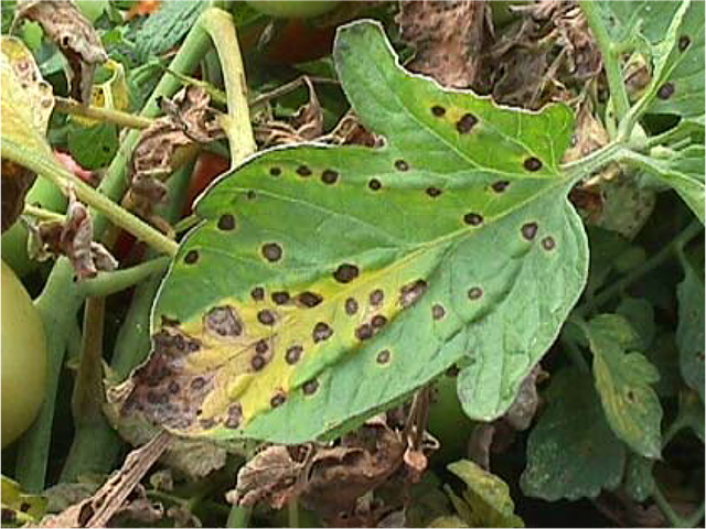 All you need to know about tomato fungi and fungicides