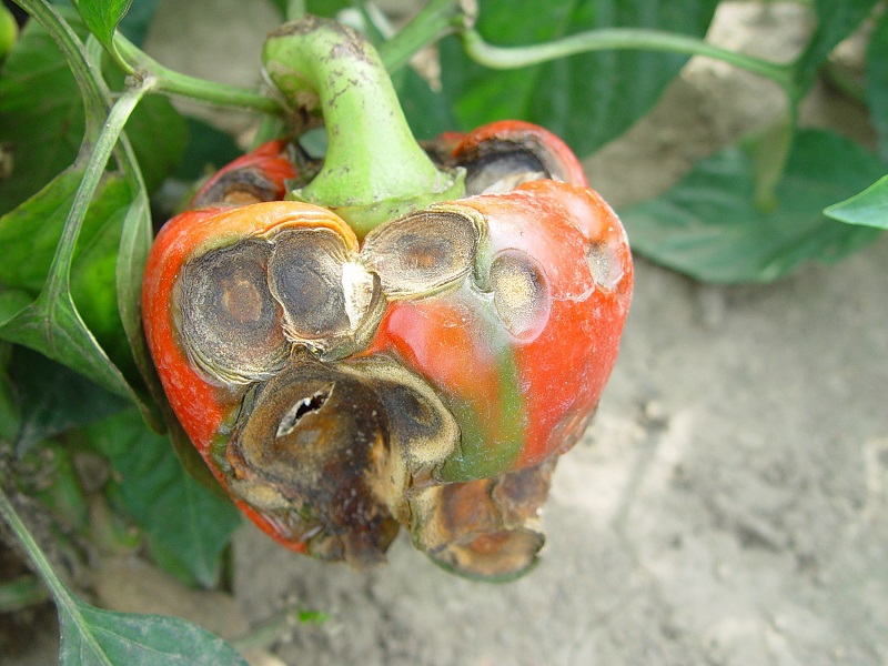 Anthracnose in tomatoes