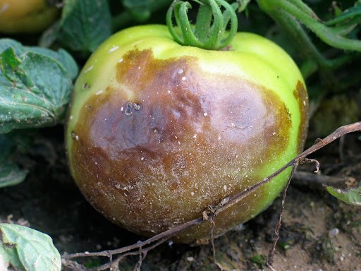 Buckeye rot in tomatoes