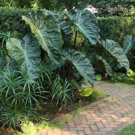 Planting a rain garden to fix muddy backyard dog trail