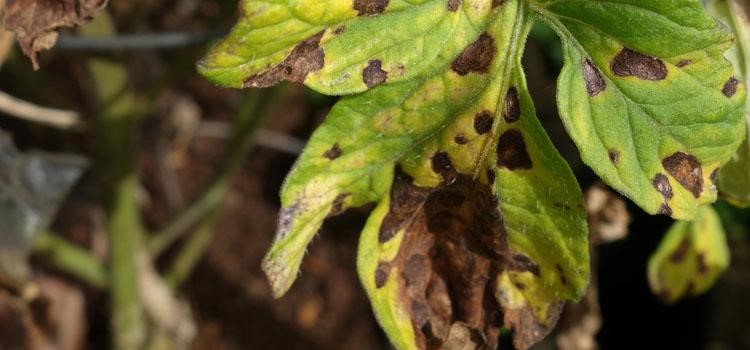 Septoria leaf rot
