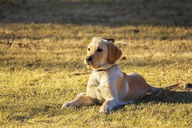 How To Fix A Muddy Backyard Dog Trail?