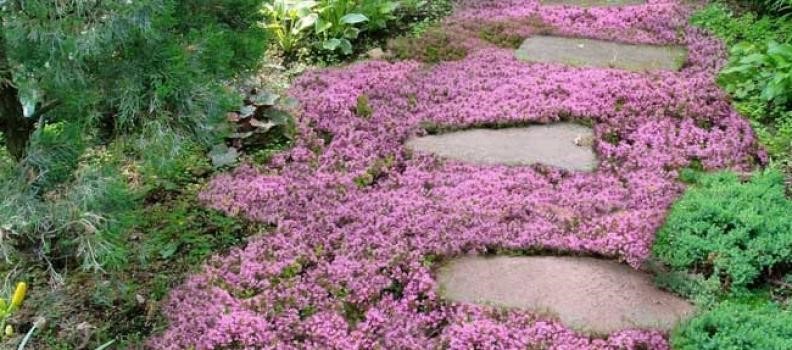 Using creeper plants to fix muddy backyard dog trail 