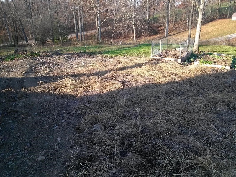 Using hay to fix muddy backyard dog trail
