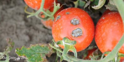 10 Best Fungicides For Tomatoes of 2022 – Reviews & Top Picks