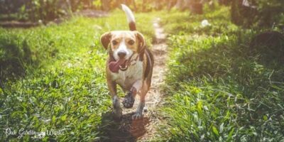 How To Fix A Muddy Backyard Dog Trail