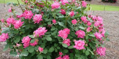 What Are The Best Fertilizers For Knockout Roses? – 2023 Reviews & Top Picks
