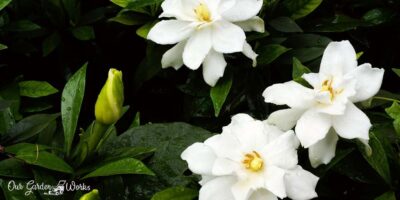 What Are The Best Fertilizers For Gardenias? – Reviews and Top Picks (2023)