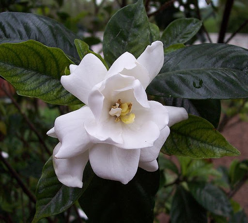 Belmont gardenia
